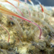 Illustration for article titled Bone-munching "zombie" worms are eating our whale fossils